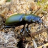 Large-headed ground beetle - Broscus cephalotes | Fotografijos autorius : Romas Ferenca | © Macrogamta.lt | Šis tinklapis priklauso bendruomenei kuri domisi makro fotografija ir fotografuoja gyvąjį makro pasaulį.