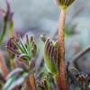 Gausialapis lubinas - Lupinus polyphyllus | Fotografijos autorius : Oskaras Venckus | © Macronature.eu | Macro photography web site