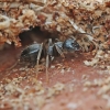 Lasius platythorax  | Fotografijos autorius : Gintautas Steiblys | © Macronature.eu | Macro photography web site