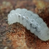 Lasius sp., larva | Fotografijos autorius : Gintautas Steiblys | © Macronature.eu | Macro photography web site