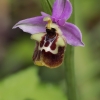 Late spider-orchid - Ophrys fuciflora | Fotografijos autorius : Gintautas Steiblys | © Macronature.eu | Macro photography web site