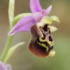 Late spider-orchid - Ophrys fuciflora | Fotografijos autorius : Gintautas Steiblys | © Macronature.eu | Macro photography web site