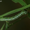 Latticed heath - Chiasmia (=Semiothisa) clathrata, caterpillar | Fotografijos autorius : Gintautas Steiblys | © Macronature.eu | Macro photography web site