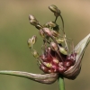 Laukinis česnakas - Allium oleraceum | Fotografijos autorius : Gintautas Steiblys | © Macrogamta.lt | Šis tinklapis priklauso bendruomenei kuri domisi makro fotografija ir fotografuoja gyvąjį makro pasaulį.