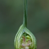 Laukinis česnakas - Allium oleraceum | Fotografijos autorius : Žilvinas Pūtys | © Macrogamta.lt | Šis tinklapis priklauso bendruomenei kuri domisi makro fotografija ir fotografuoja gyvąjį makro pasaulį.