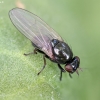 Lauxaniid fly - Calliopum sp. | Fotografijos autorius : Kazimieras Martinaitis | © Macronature.eu | Macro photography web site