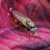 Lauxaniid fly - Calliopum sp. | Fotografijos autorius : Kazimieras Martinaitis | © Macronature.eu | Macro photography web site