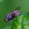 Lauxaniid fly - Minettia fasciata ? | Fotografijos autorius : Romas Ferenca | © Macronature.eu | Macro photography web site