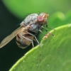 Lauxaniid fly - Minettia fasciata | Fotografijos autorius : Gintautas Steiblys | © Macronature.eu | Macro photography web site