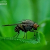 Lauxaniid fly - Minettia fasciata | Fotografijos autorius : Romas Ferenca | © Macronature.eu | Macro photography web site