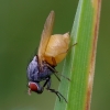 Lauxaniid fly - Minettia lupulina | Fotografijos autorius : Romas Ferenca | © Macronature.eu | Macro photography web site