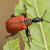 Lazdyninis cigarsukis - Apoderus coryli | Fotografijos autorius : Žilvinas Pūtys | © Macrogamta.lt | Šis tinklapis priklauso bendruomenei kuri domisi makro fotografija ir fotografuoja gyvąjį makro pasaulį.