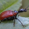 Lazdyninis cigarsukis - Apoderus coryli | Fotografijos autorius : Žilvinas Pūtys | © Macrogamta.lt | Šis tinklapis priklauso bendruomenei kuri domisi makro fotografija ir fotografuoja gyvąjį makro pasaulį.