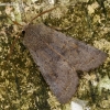 Lead-coloured drab - Orthosia populeti | Fotografijos autorius : Gintautas Steiblys | © Macronature.eu | Macro photography web site