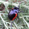 Leaf Beetle - Chrysolina gypsophilae | Fotografijos autorius : Romas Ferenca | © Macronature.eu | Macro photography web site