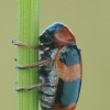 Leaf Beetle - Coptocephala unifasciata | Fotografijos autorius : Gintautas Steiblys | © Macronature.eu | Macro photography web site