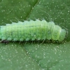 Leaf Beetle - Gonioctena pallida, larva | Fotografijos autorius : Gintautas Steiblys | © Macronature.eu | Macro photography web site