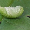Leaf Beetle - Gonioctena pallida, pupa | Fotografijos autorius : Gintautas Steiblys | © Macronature.eu | Macro photography web site
