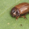 Leaf Beetle - Gonioctena pallida | Fotografijos autorius : Gintautas Steiblys | © Macronature.eu | Macro photography web site