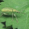 Šeriuotasis lapinukas - Phyllobius cf. arborator | Fotografijos autorius : Gintautas Steiblys | © Macronature.eu | Macro photography web site