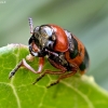Leaf beetle - Coptocephala unifasciata | Fotografijos autorius : Kazimieras Martinaitis | © Macrogamta.lt | Šis tinklapis priklauso bendruomenei kuri domisi makro fotografija ir fotografuoja gyvąjį makro pasaulį.
