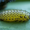 Leaf beetle - Galerucella grisescens, larva | Fotografijos autorius : Žilvinas Pūtys | © Macronature.eu | Macro photography web site