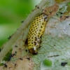 Leaf beetle - Galerucella grisescens, larva | Fotografijos autorius : Romas Ferenca | © Macronature.eu | Macro photography web site