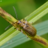Leaf beetle - Galerucella grisescens | Fotografijos autorius : Romas Ferenca | © Macronature.eu | Macro photography web site
