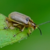 Leaf beetle - Galerucella grisescens | Fotografijos autorius : Romas Ferenca | © Macronature.eu | Macro photography web site