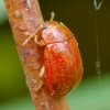 Leaf beetle - Gonioctena quinqepunctata | Fotografijos autorius : Romas Ferenca | © Macronature.eu | Macro photography web site