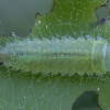 Penkiataškis dygliablauzdis - Gonioctena quinquepunctata, lerva | Fotografijos autorius : Žilvinas Pūtys | © Macronature.eu | Macro photography web site