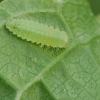 Leaf beetle - Gonioctena quinquepunctata, larva | Fotografijos autorius : Gintautas Steiblys | © Macronature.eu | Macro photography web site