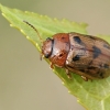 Leaf beetle - Gonioctena quinquepunctata | Fotografijos autorius : Gintautas Steiblys | © Macronature.eu | Macro photography web site