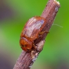 Leaf beetle - Gonioctena quinquepunctata | Fotografijos autorius : Romas Ferenca | © Macronature.eu | Macro photography web site