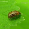 Leaf beetle - Gonioctena quinquepunctata | Fotografijos autorius : Algirdas Vilkas | © Macronature.eu | Macro photography web site