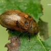 Leaf beetle - Gonioctena quinquepunctata | Fotografijos autorius : Gintautas Steiblys | © Macronature.eu | Macro photography web site