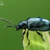 Leaf beetle - Oulema obscura | Fotografijos autorius : Gintautas Steiblys | © Macronature.eu | Macro photography web site