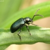 Leaf beetle - Oulema septentrionis ♂ | Fotografijos autorius : Romas Ferenca | © Macrogamta.lt | Šis tinklapis priklauso bendruomenei kuri domisi makro fotografija ir fotografuoja gyvąjį makro pasaulį.