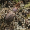 Švelnusis smėlinukas - Pachnephorus cf. pilosus | Fotografijos autorius : Gintautas Steiblys | © Macronature.eu | Macro photography web site