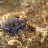 Švelnusis smėlinukas - Pachnephorus pilosus | Fotografijos autorius : Gintautas Steiblys | © Macronature.eu | Macro photography web site