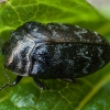 Leaf-mining Jewel Beetle - Trachys minutus | Fotografijos autorius : Žilvinas Pūtys | © Macronature.eu | Macro photography web site