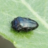 Leaf-mining Jewel Beetle - Trachys minutus | Fotografijos autorius : Romas Ferenca | © Macronature.eu | Macro photography web site