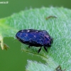 Leaf-mining Jewel Beetle - Trachys minutus | Fotografijos autorius : Romas Ferenca | © Macronature.eu | Macro photography web site