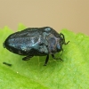 Leaf-mining Jewel Beetle - Trachys minutus | Fotografijos autorius : Gintautas Steiblys | © Macronature.eu | Macro photography web site