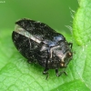 Leaf-mining Jewel Beetle - Trachys minutus | Fotografijos autorius : Vidas Brazauskas | © Macronature.eu | Macro photography web site