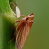 Leafhopper - Aphrodes makarovi | Fotografijos autorius : Gintautas Steiblys | © Macronature.eu | Macro photography web site