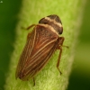 Leafhopper - Aphrodes makarovi | Fotografijos autorius : Vidas Brazauskas | © Macronature.eu | Macro photography web site