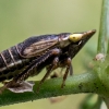 Leafhopper - Aphrodes makarovi | Fotografijos autorius : Oskaras Venckus | © Macronature.eu | Macro photography web site