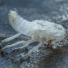 Cikadėlė - Cicadellidae, išnara | Fotografijos autorius : Žilvinas Pūtys | © Macronature.eu | Macro photography web site