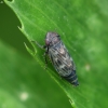 Leafhopper - Deltocephalus pulicaris | Fotografijos autorius : Vidas Brazauskas | © Macronature.eu | Macro photography web site